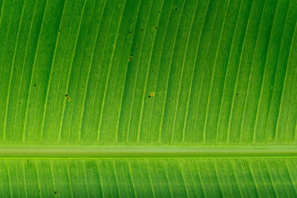 Growth Pattern Texture Garden
