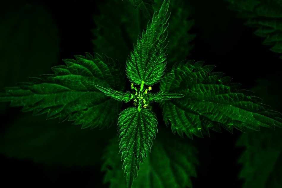 Stinging Nettle Brennessel Plant
