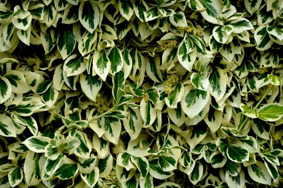 Leaves Texture Scroll Area From