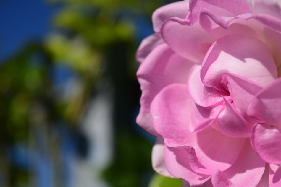 Rose Pink Pink Rose Flower