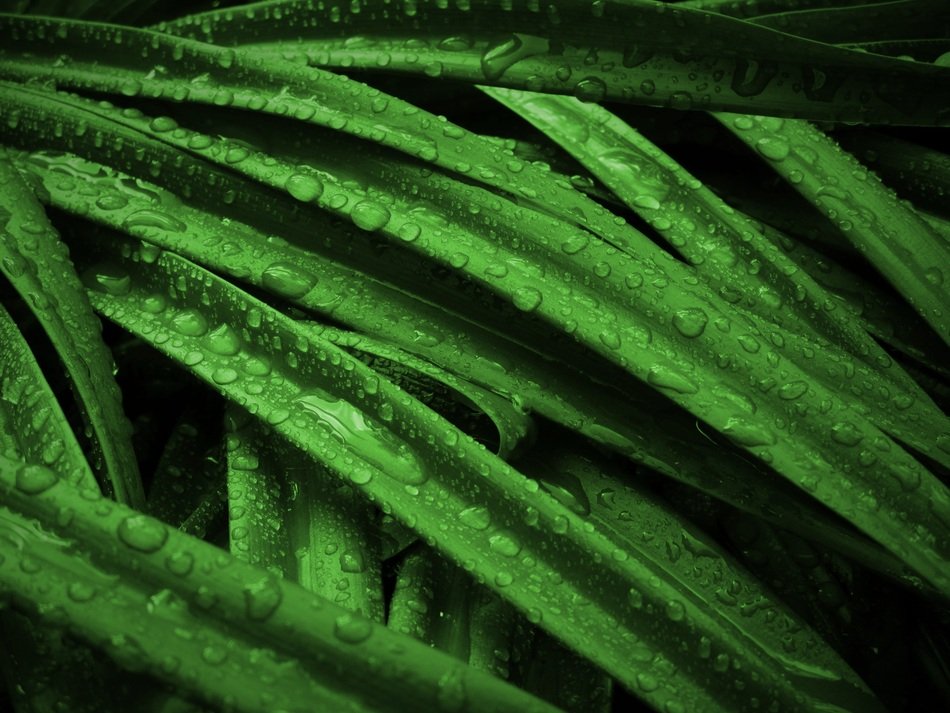 Plant Grass Green Leaves Drops