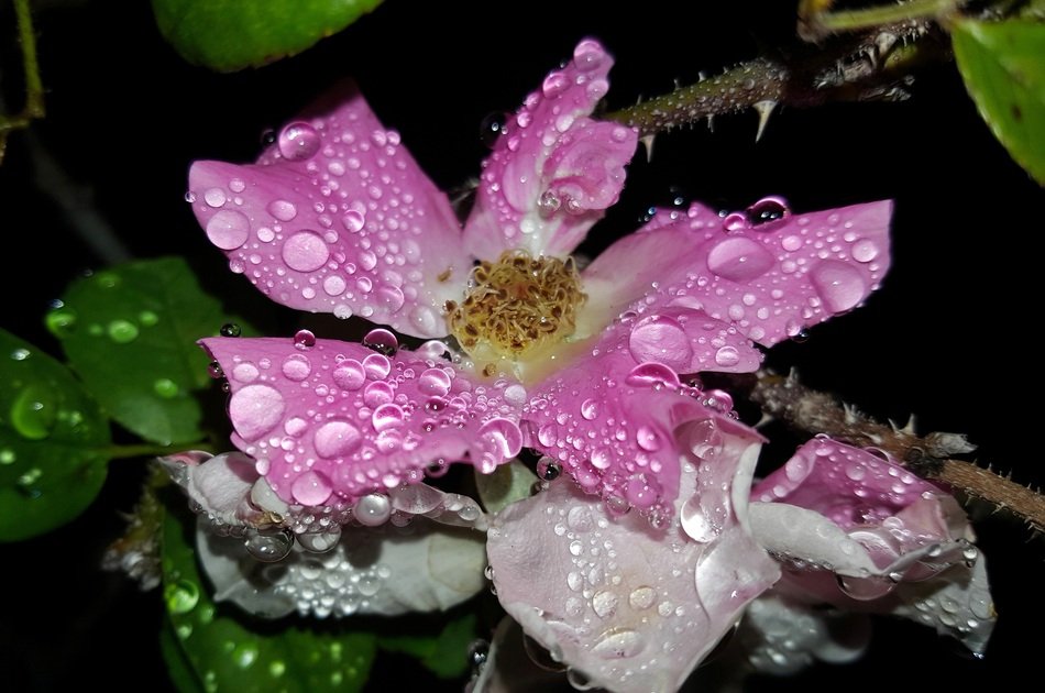 Rose Wild Rose Flower Pink Rose
