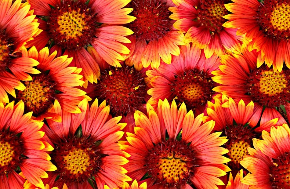 Background Flowers Bright