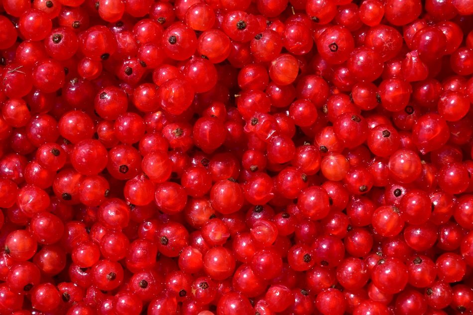 Currants Background Fruit Berry