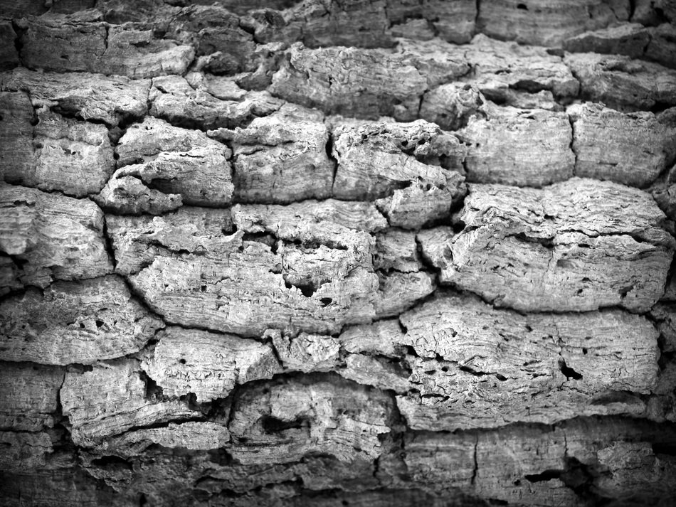 Bark Tree Wood Pine Background