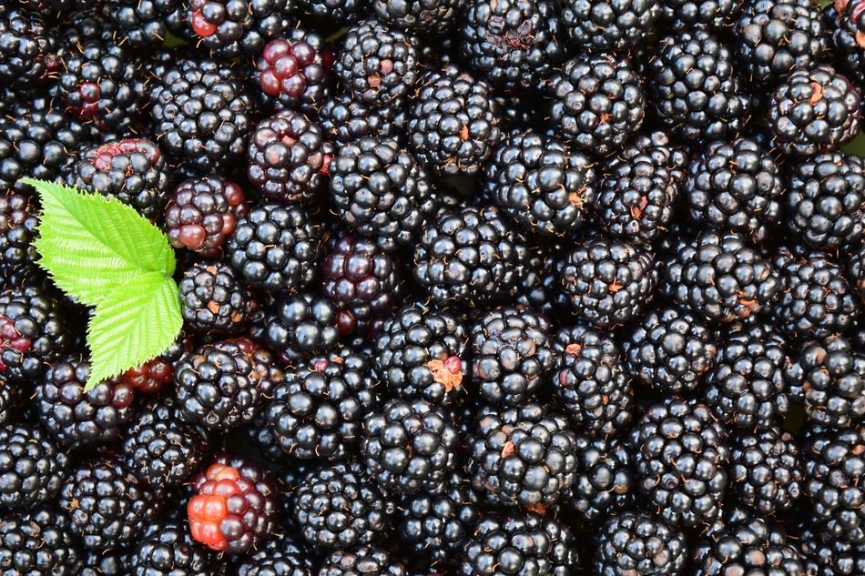 Blackberries Background Black