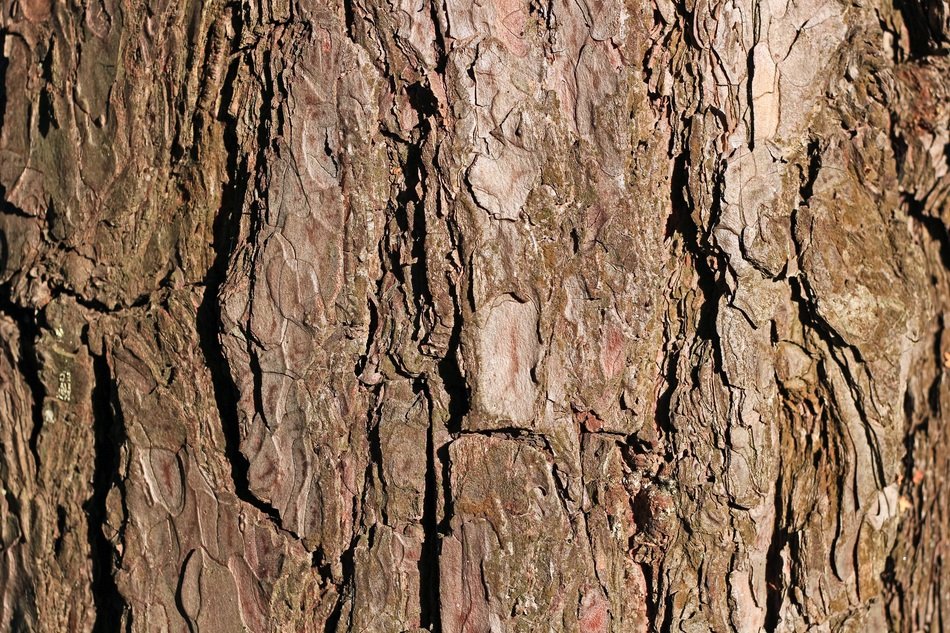 Bark Pine Tree Texture