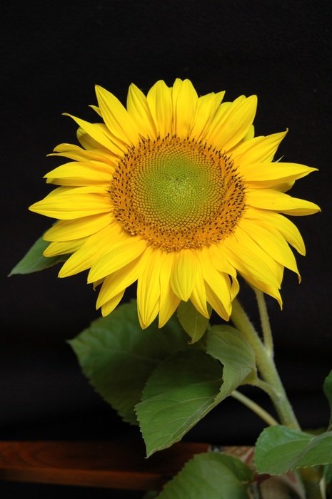 sun flower blossom on the black background