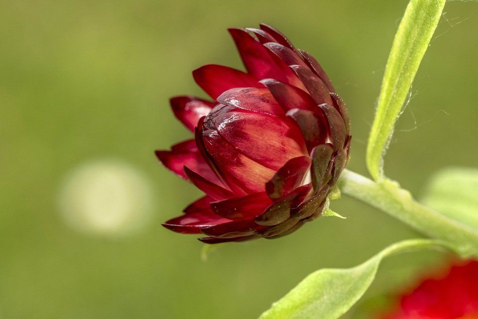 burgundy flower on a green background