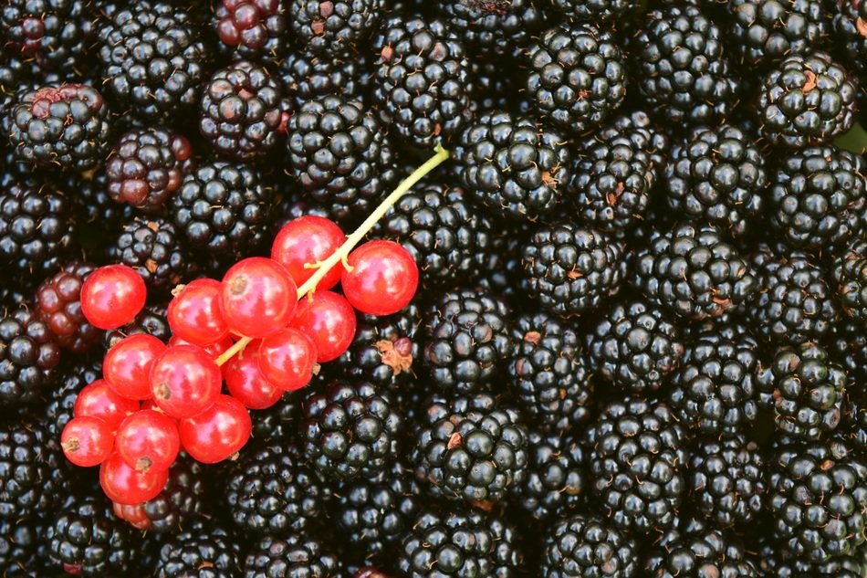 Blackberries Currants Background