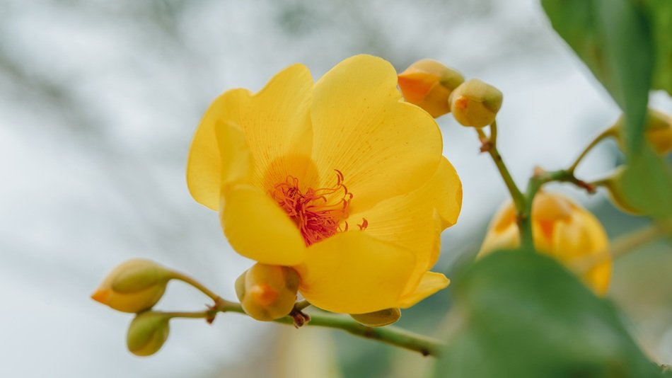 Supannika Flower Flower