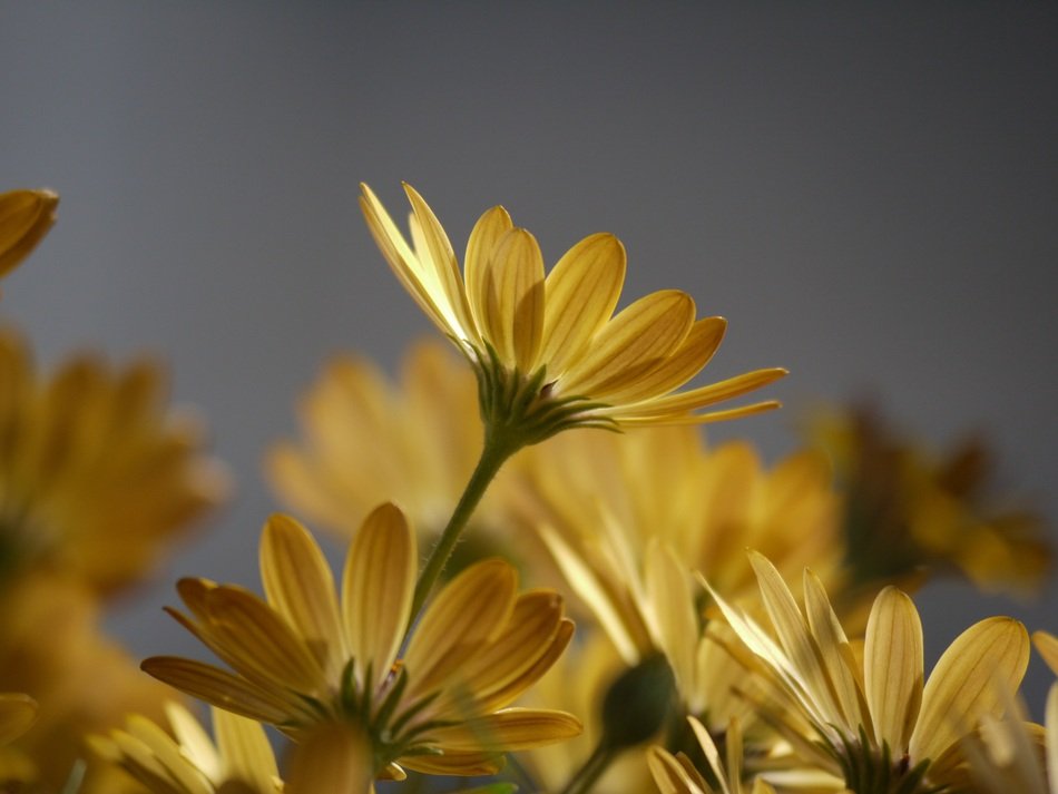 Cape Daisies Yellow Orange