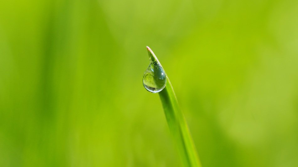Drip Halm Grass Background