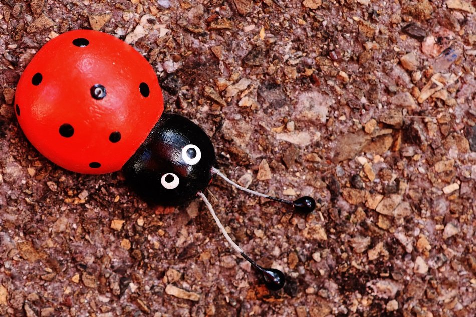 Ladybug Wood Greeting Card