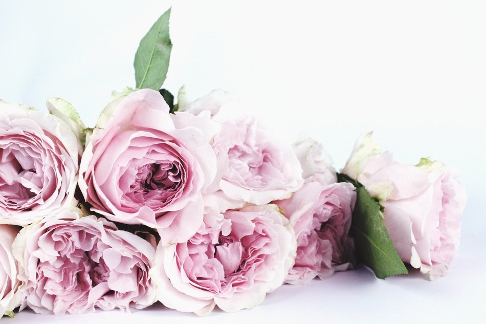 Flower Flower Photography Roses