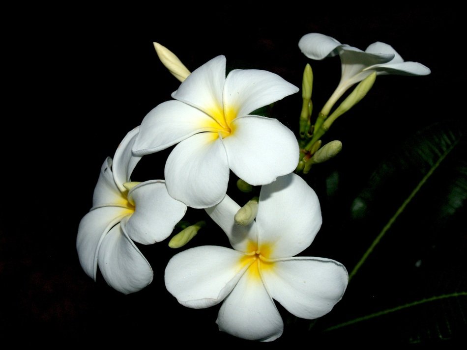 Plumeria Closeup Tree Decoration