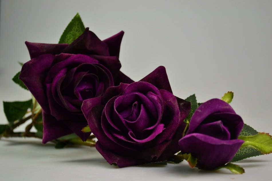 Bluelover Gray Background Purple
