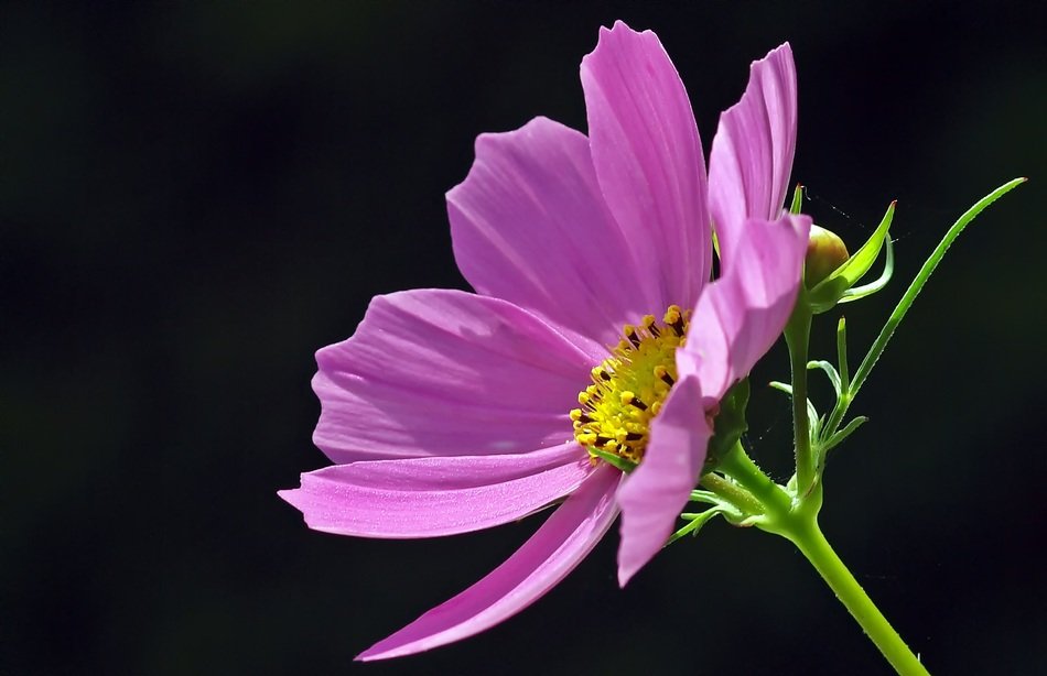 cosmea flower on the black background
