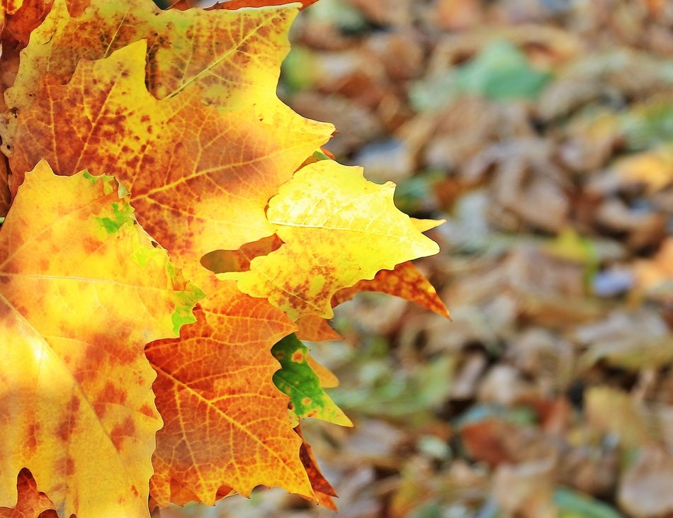 Bouquet of autumn leaves