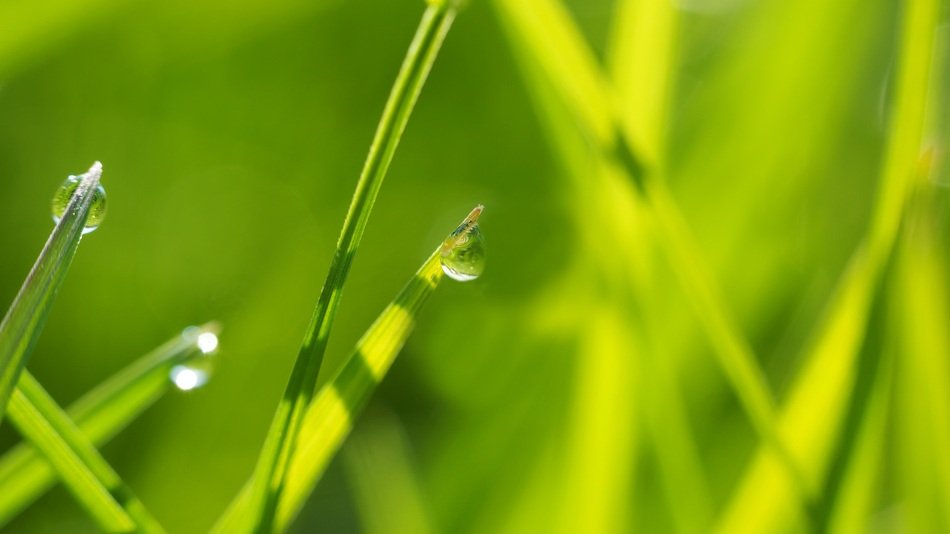 In High Grass Light Halme