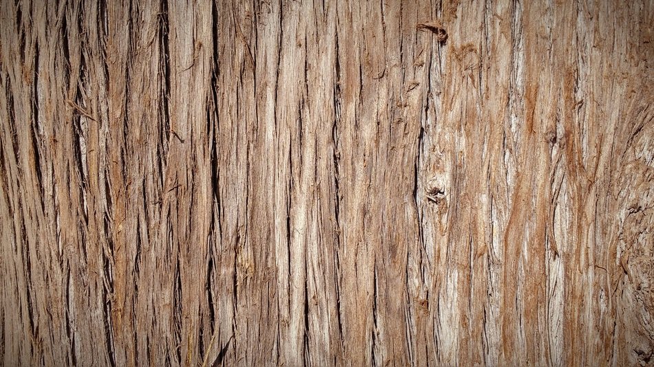 Trunk Bark Tree Bark Tree