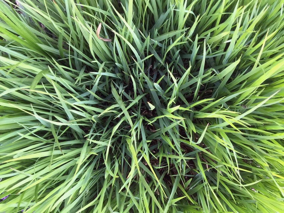 Background Texture Grass Green