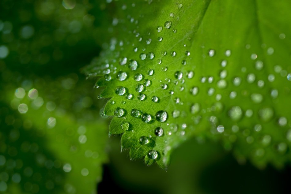Water Drops Leaf Fresh