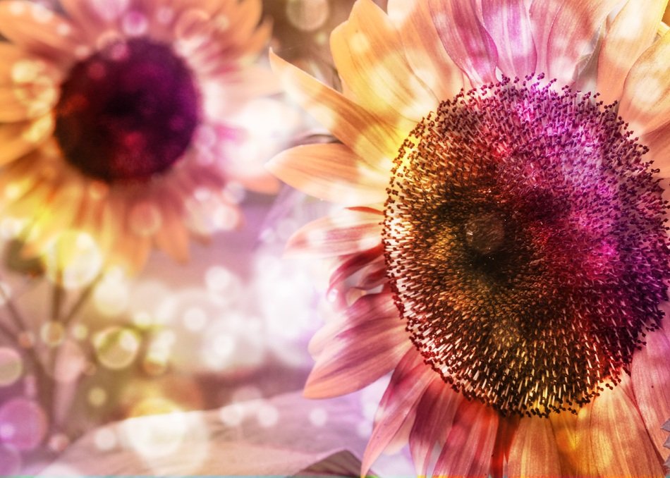 Bokeh Background Sunflower