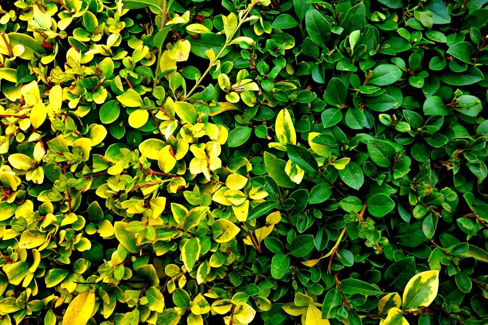 Hedge Clipped Hedge Shape