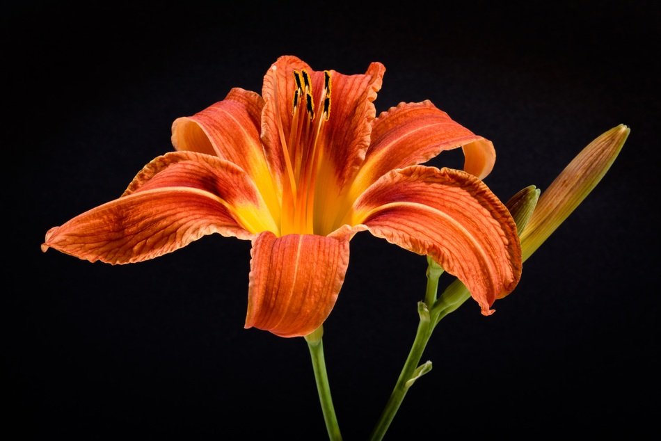 Flower Orange Black Background