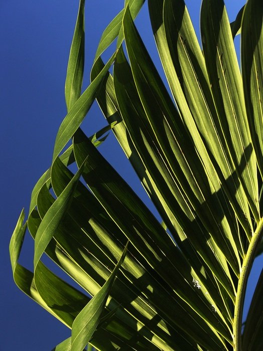 Palm Leaves Young Palm Tree