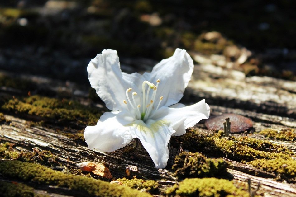 Azaleas Blossom Bloom Plant