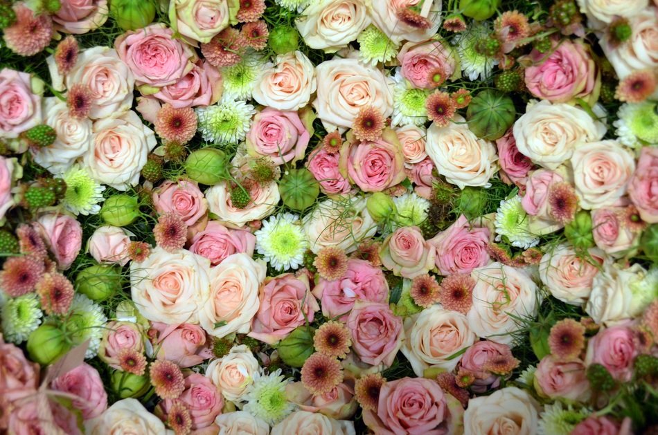 Bl&uuml;tenmeer Pink Rose Romantic