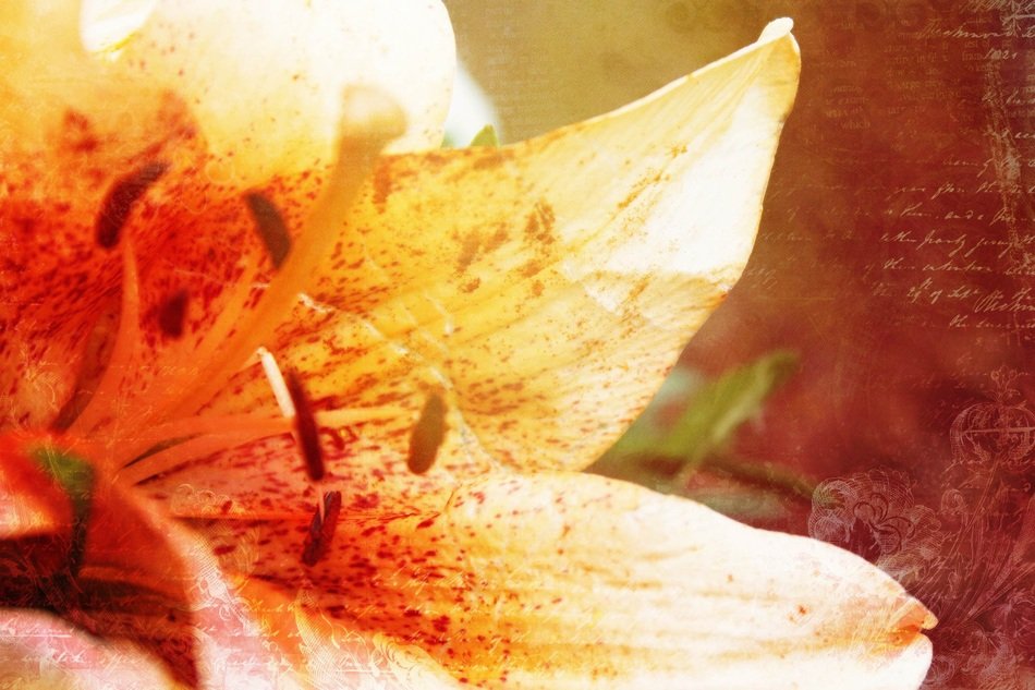 Lily Flower Effect Artistically