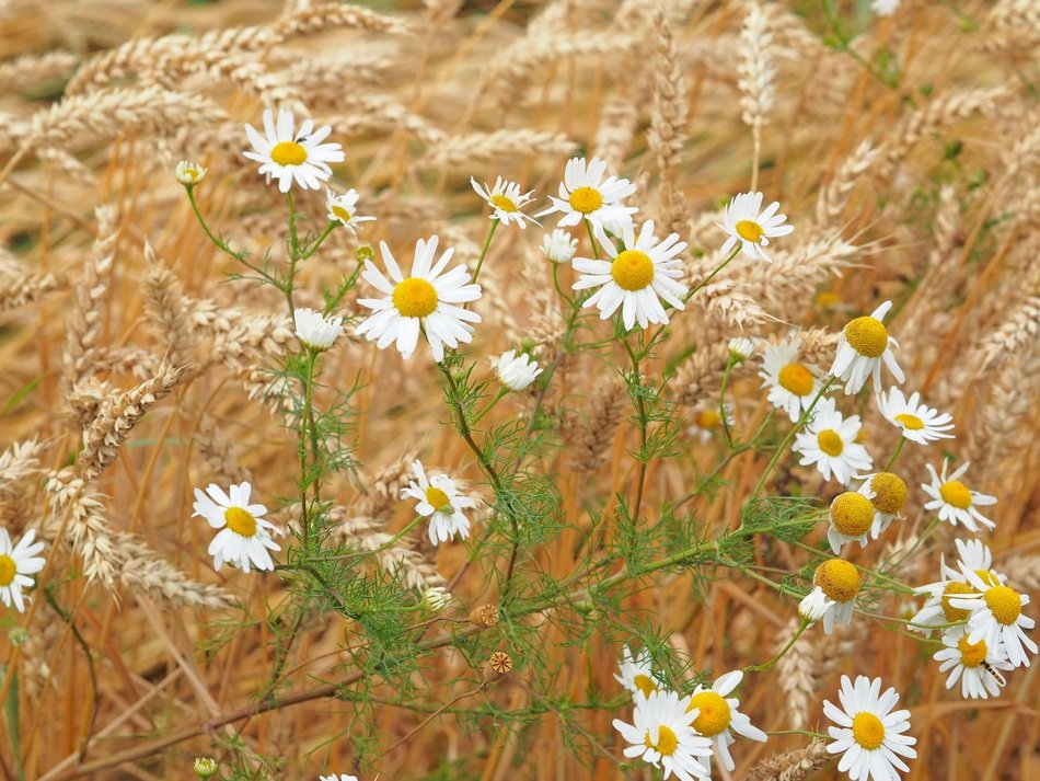 Camomile In Wheat Field Wheat