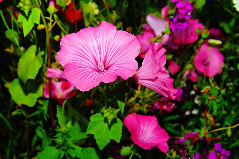 decorative flower in the garden