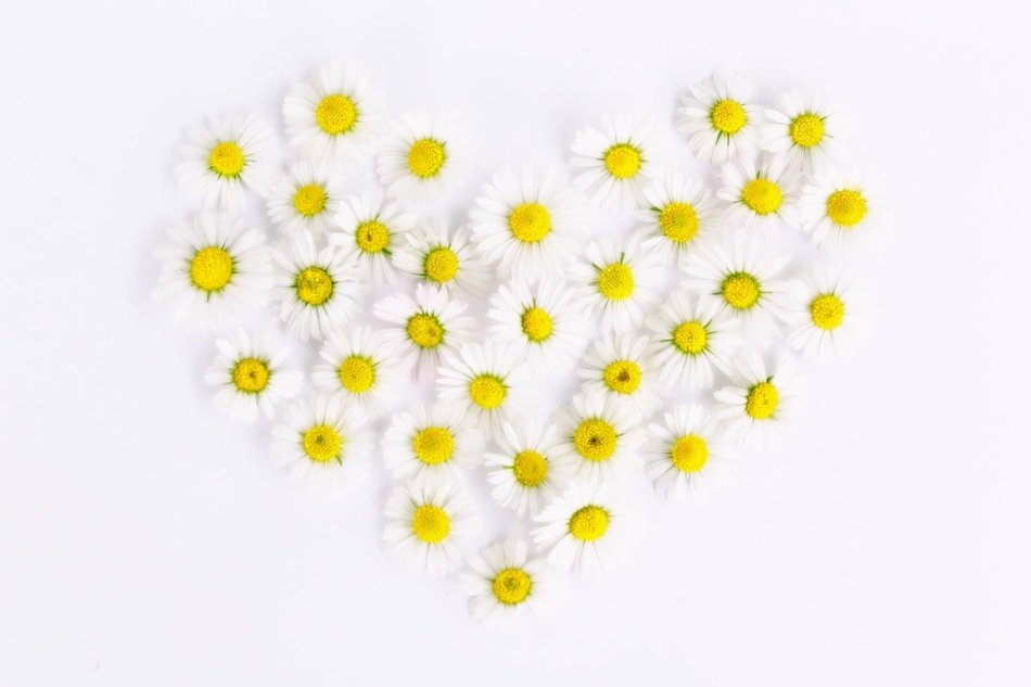 Daisy Heart Daisy Heart Love