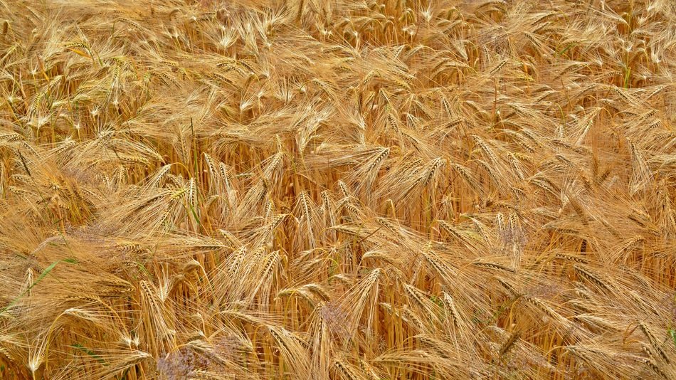 Cereals Grain Field