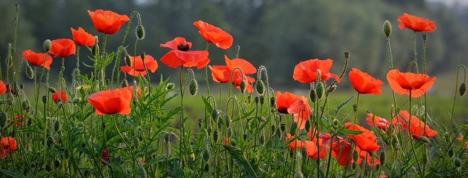 Flower Poppy Spring Nature