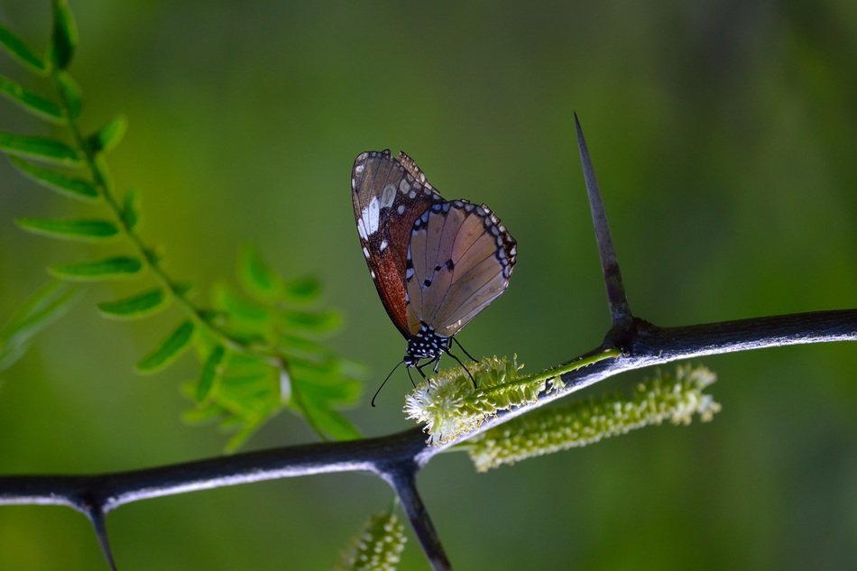 monarch butterfly on the stem
