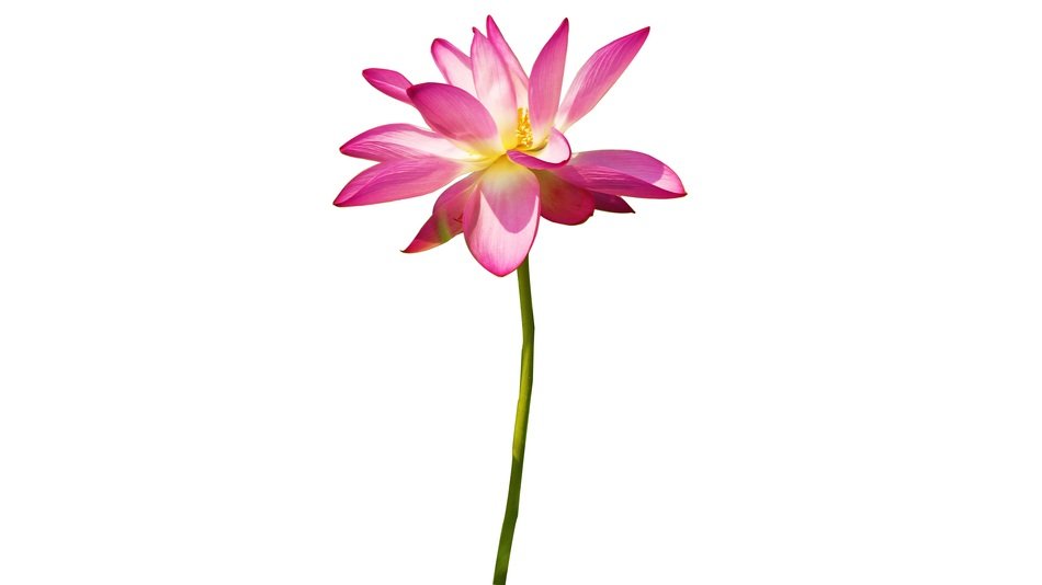 Cutout Lotus Country