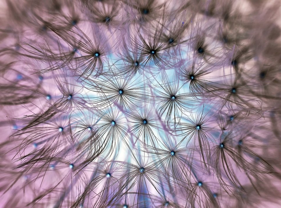 Dandelion Inversely Flower Plant