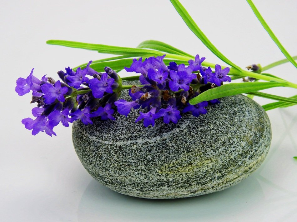 purple lavender flower on pebble