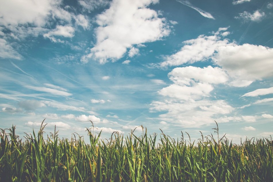 Field Corn Air Frisch