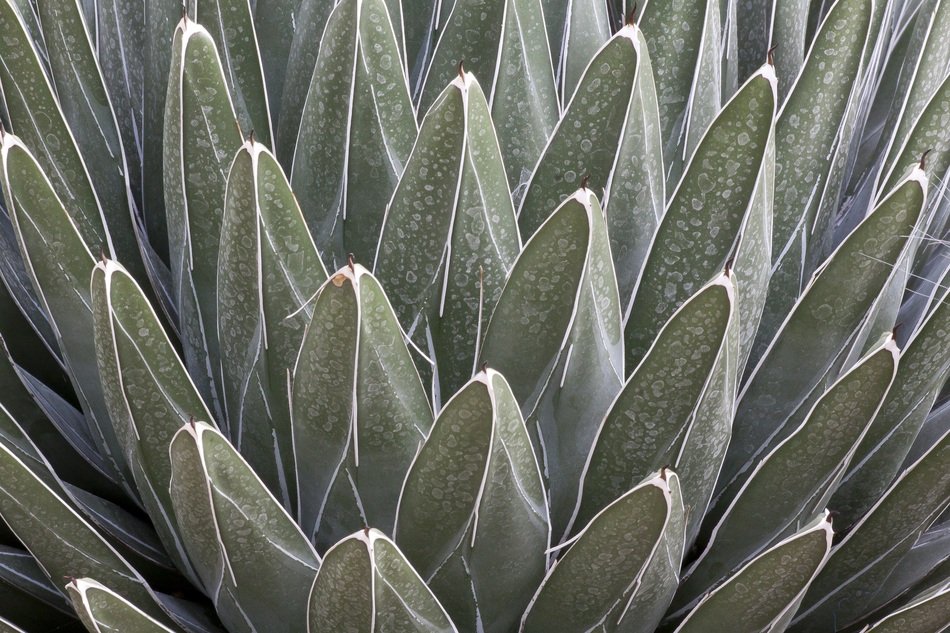 Agave Victoriae-Reginae Cactus