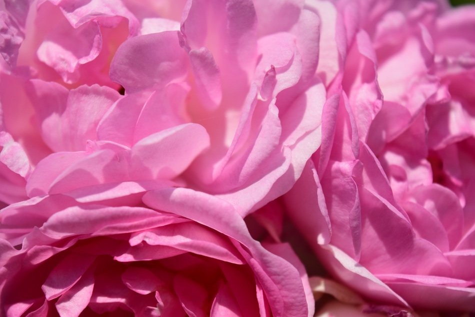 Close-up of the bouquet of pink flowers