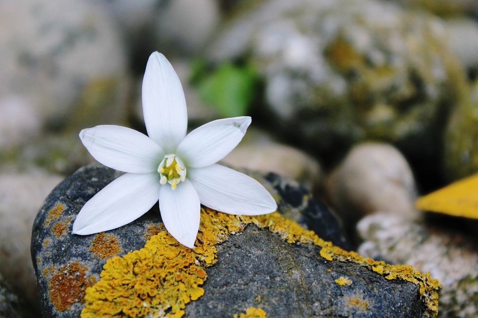 Blossom Bloom Blueme White