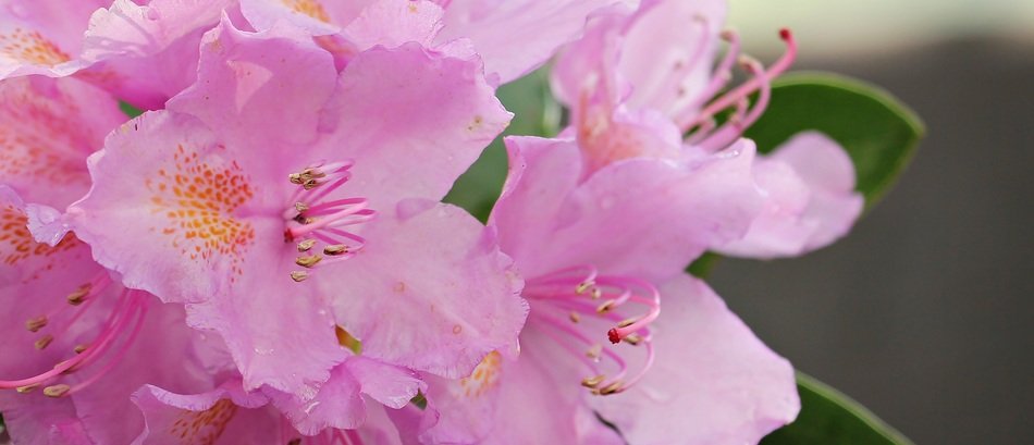 background with azalea flowers
