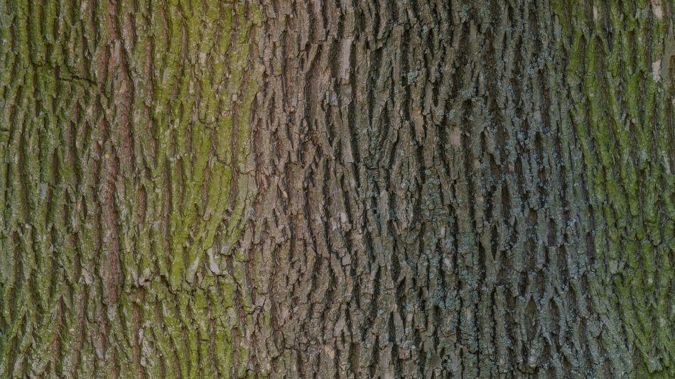 Tree Bark Wood Texture Photo