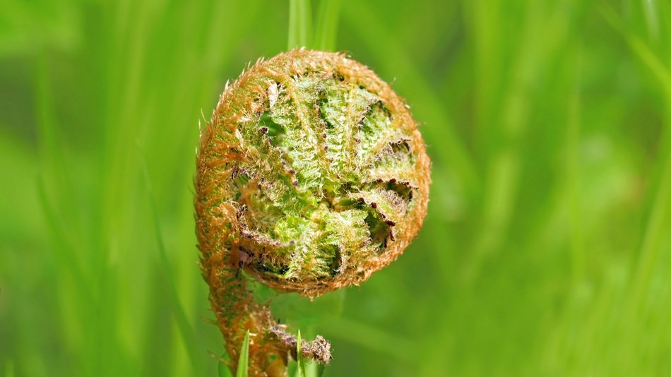 Fern Bud Forest Plant